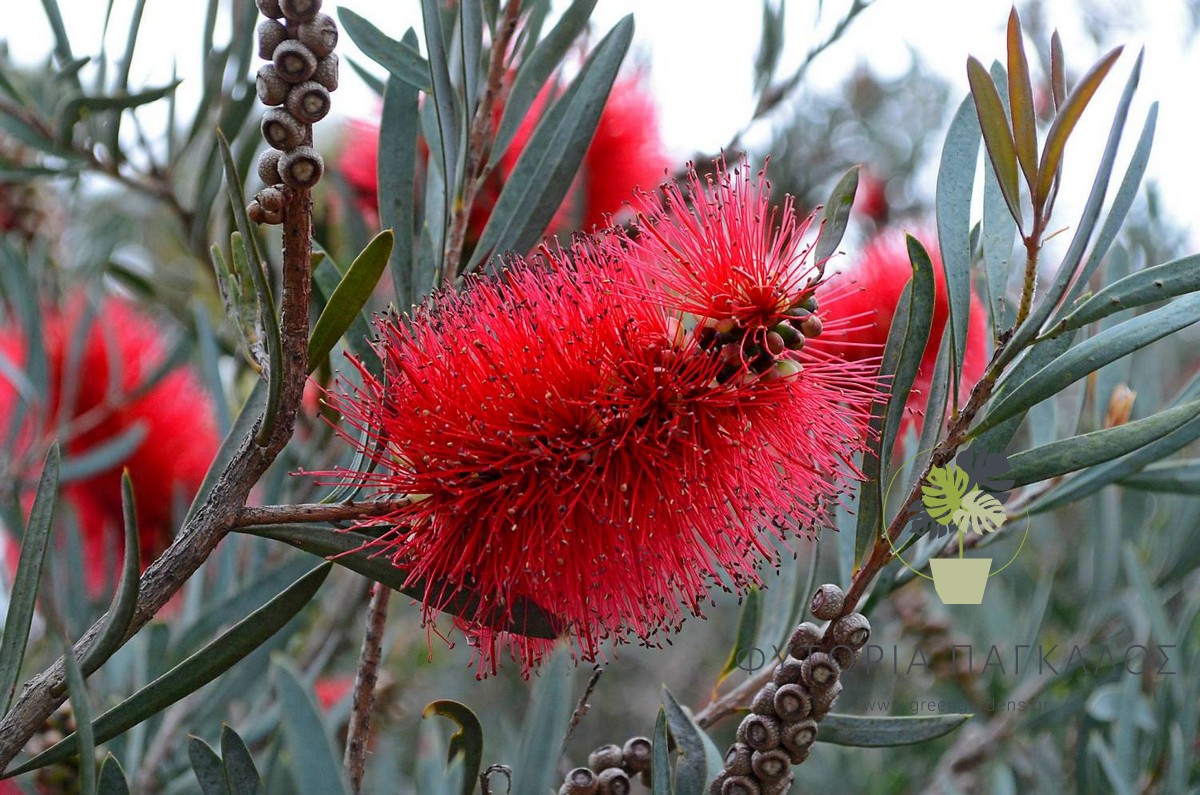 Καλλιστήμων (Callistemon) – Καλλωπιστικός Θάμνος με Κόκκινα Άνθη - 2